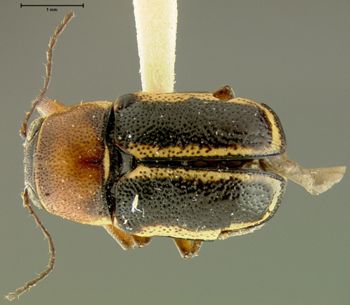 Media type: image;   Entomology 24926 Aspect: habitus dorsal view